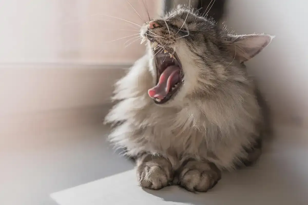 Fluffy gray cat yawning with mouth wide open, lying on a white surface near a wall.