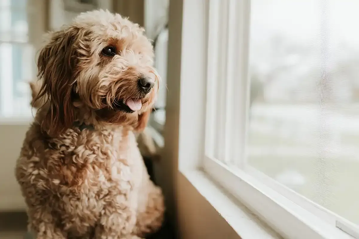 Small curly-haired tan dog sitting by a window, looking outside.