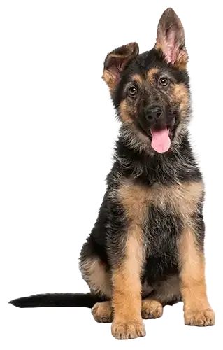 German shepherd puppy sitting and facing forward, black and tan coat, tongue out on a white background