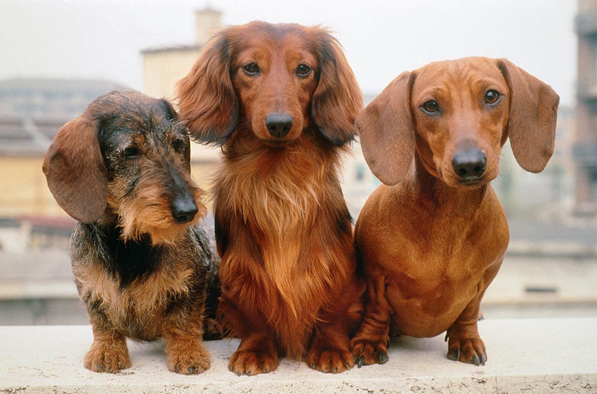 Three dachshunds sitting side by side on steps, one black-and-tan and two reddish brown.