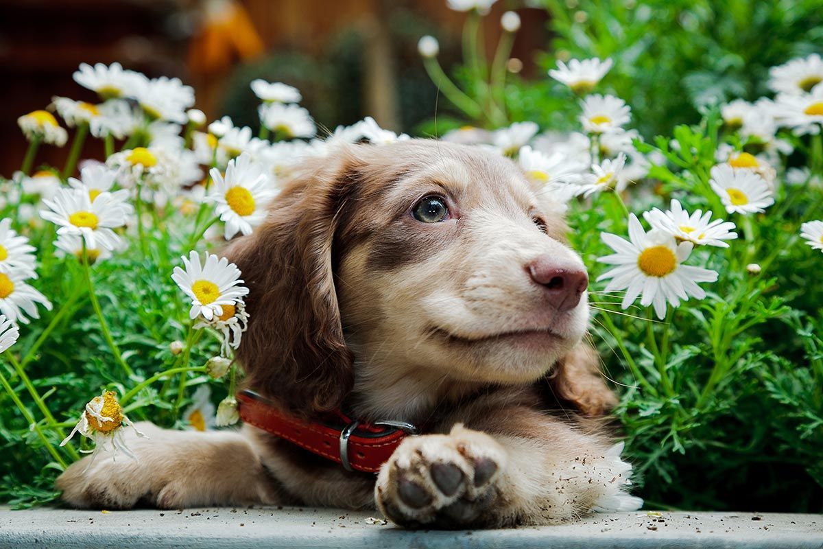 Brown puppy with red collar lying in white daisies, looking to the side