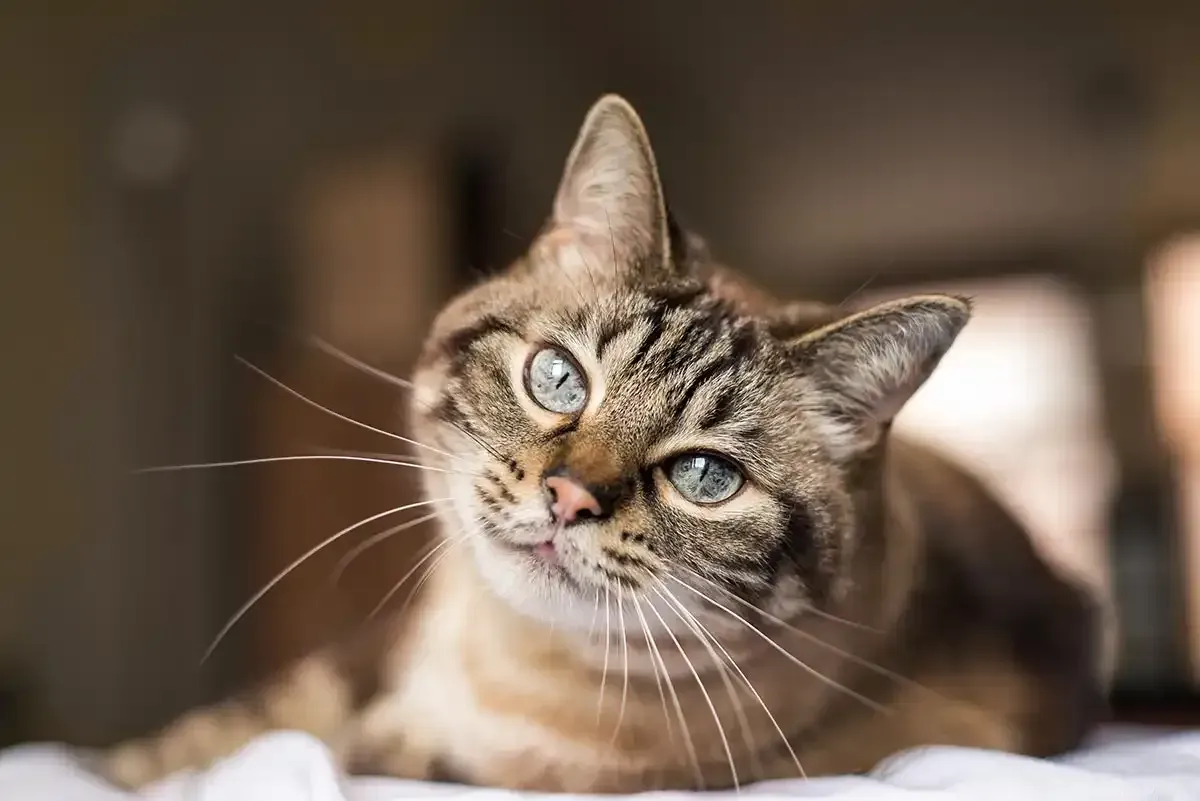 Tabby cat with blue eyes lying on a bed, head tilted and looking at the camera