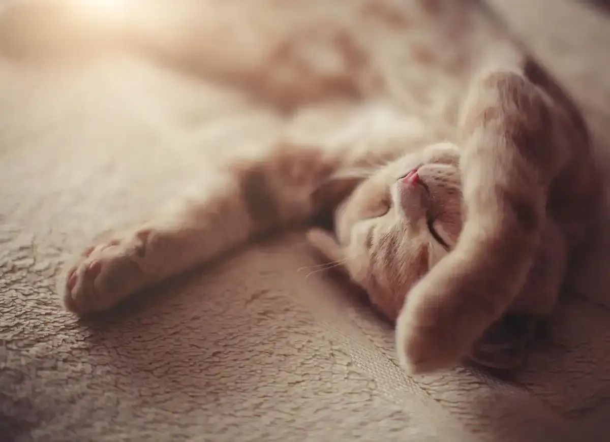 Sleeping orange tabby cat curled on a soft beige blanket with one paw over its face