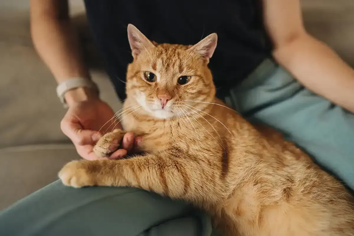 Orange tabby cat relaxing on a person's lap while being petted