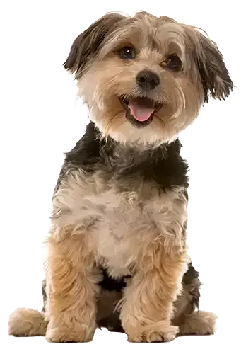 Image of a dog isolated