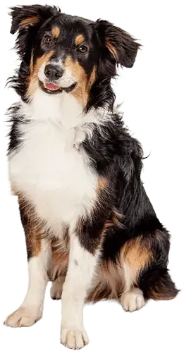 Image of a Dog Isolated Cut Out