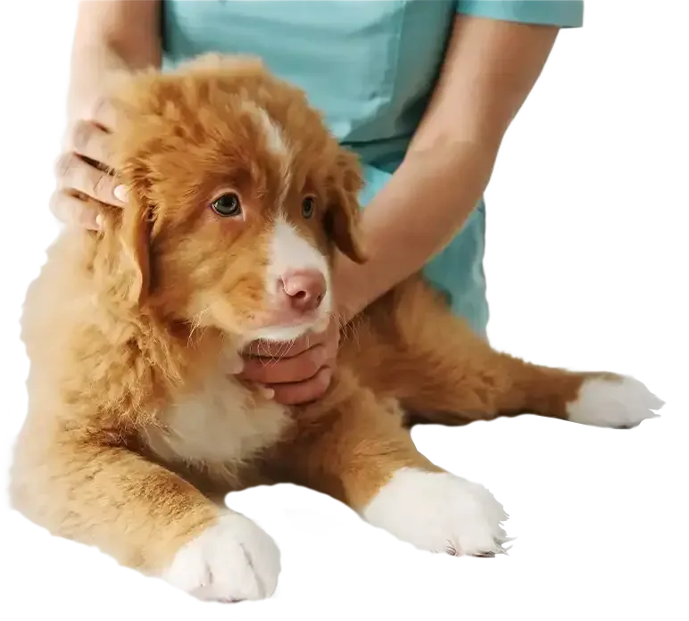 image of a Dog and Veterinarian isolated