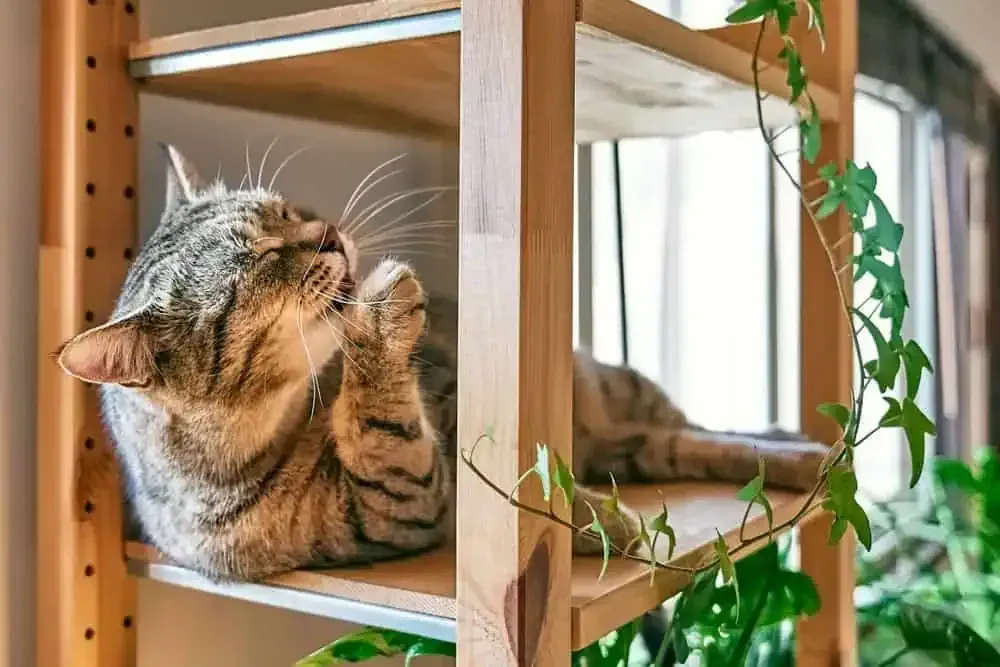 happy and relaxed Cat licking its paw