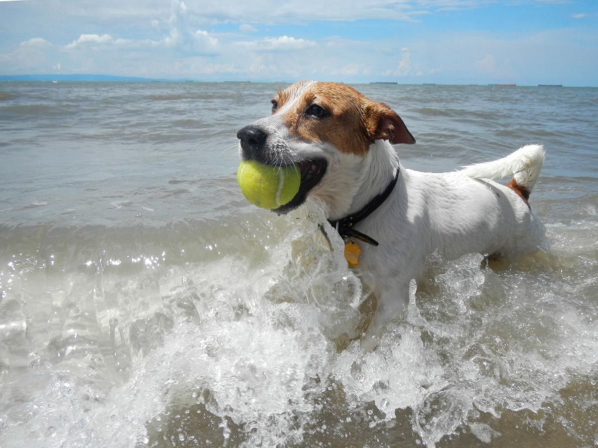 Small white dog with brown face catching a tennis ball while running through ocean surf