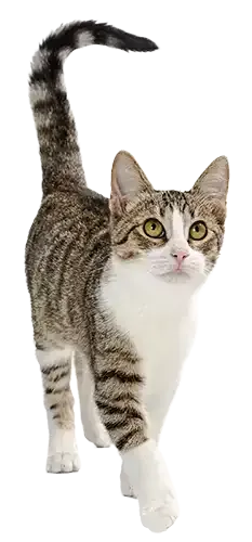 Image of a Dog Isolated Cut Out