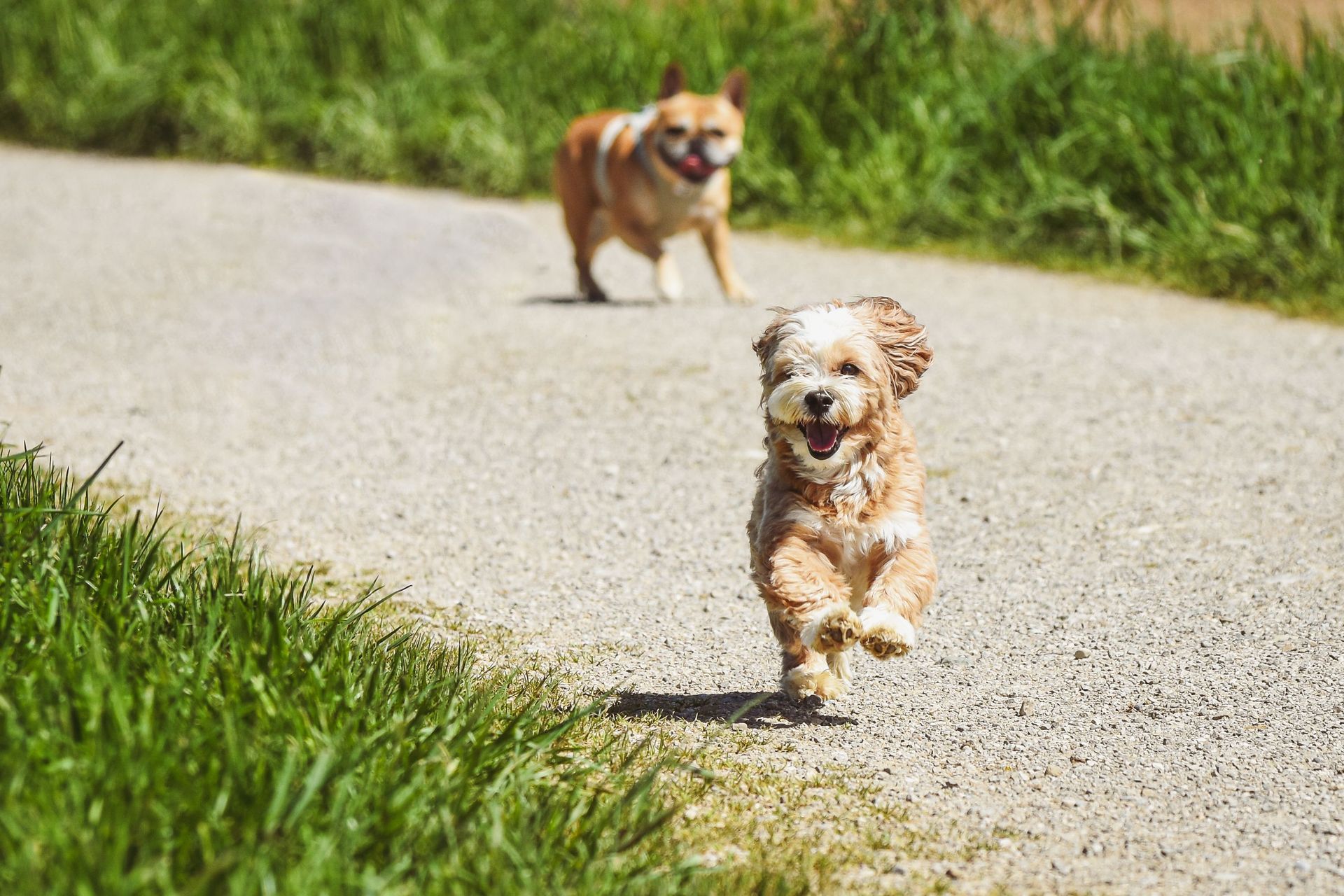 Two Dogs Running