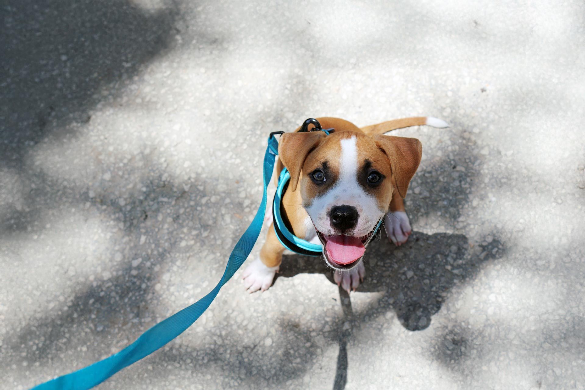 Small brown-and-white dog on a leash, wearing a red bandana, standing on a city sidewalk.