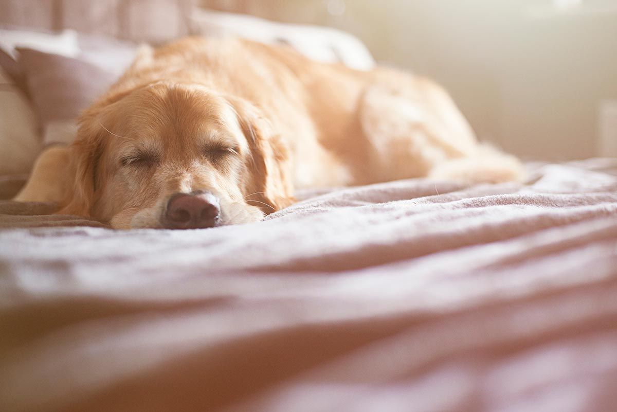 Sleeping golden retriever on a soft bed in warm sunlight