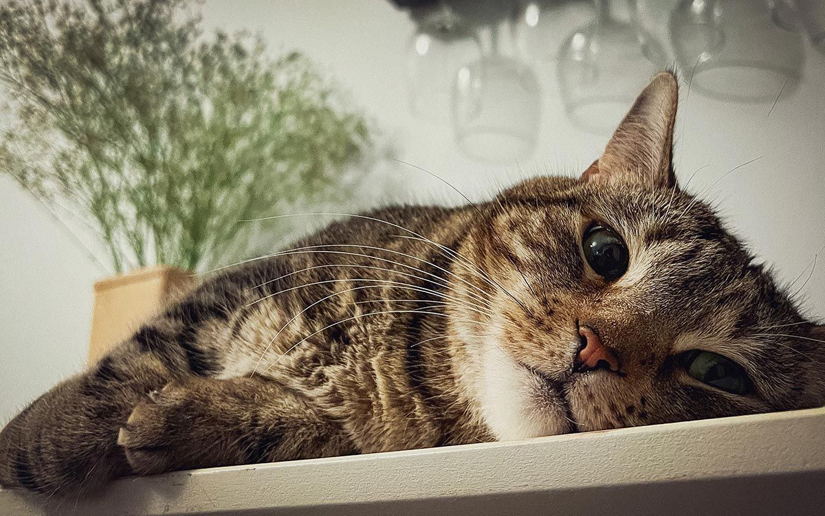 Tabby cat lying on a table, resting its head and looking at the camera.