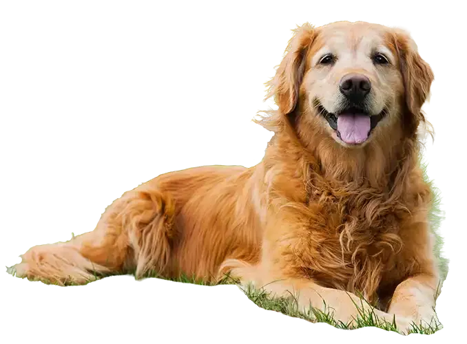 Golden retriever lying down with tongue out on a white background