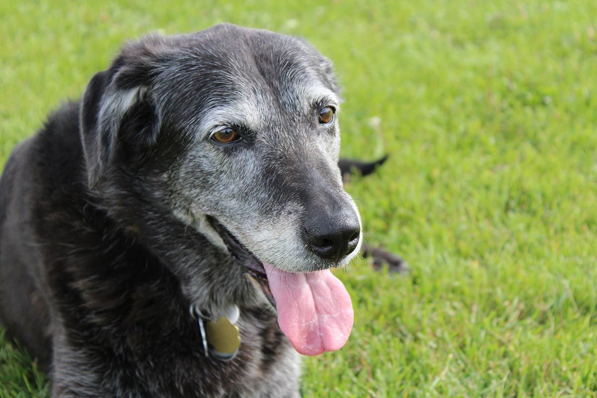Black dog with gray muzzle panting on green grass