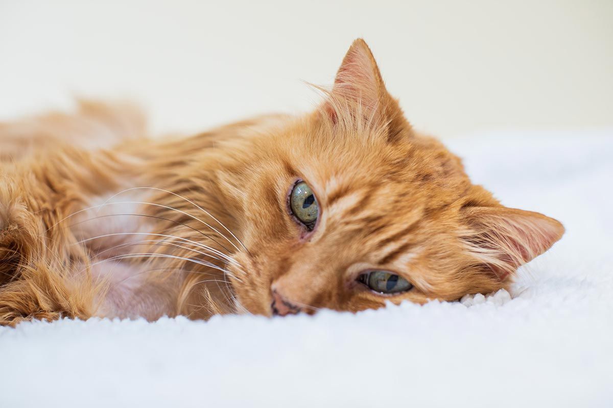 Orange tabby cat resting on a white blanket, gazing at the camera