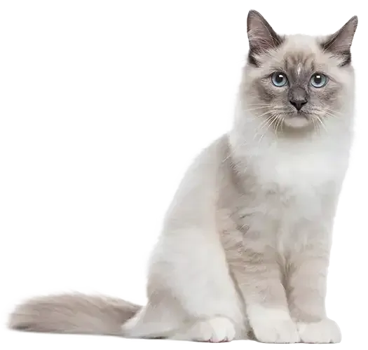 Fluffy cream-colored cat with blue eyes sitting on a white background