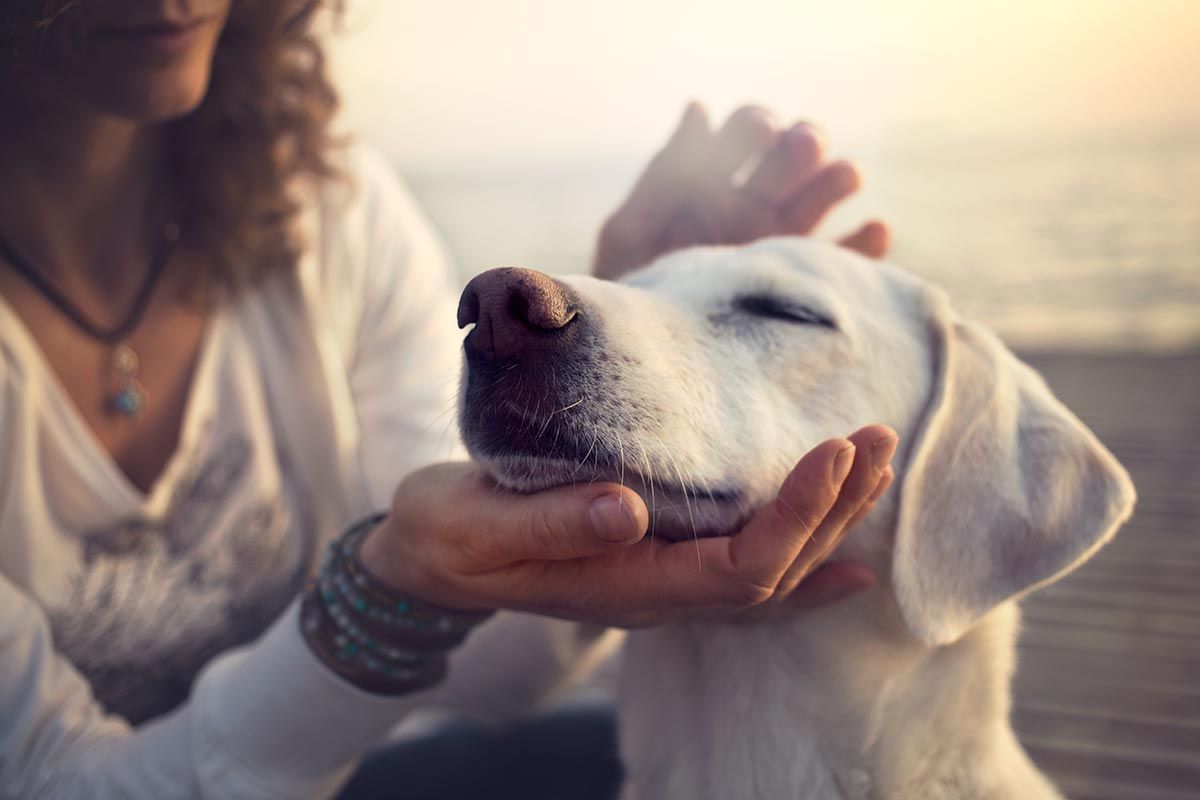 Woman gently holding a relaxed white dog outdoors in soft warm light