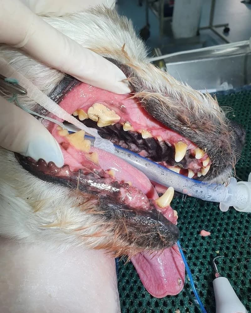 Dog's Mouth Open, Showing Severely Stained Teeth — Marlin Coast Veterinary Hospital in Trinity Beach, QLD