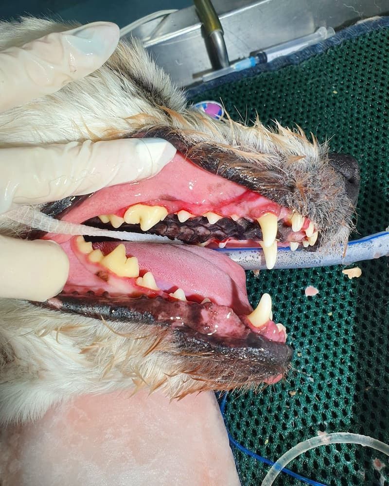 Dog's Mouth Open, Showing Teeth With Dark Buildup — Marlin Coast Veterinary Hospital in Trinity Beach, QLD