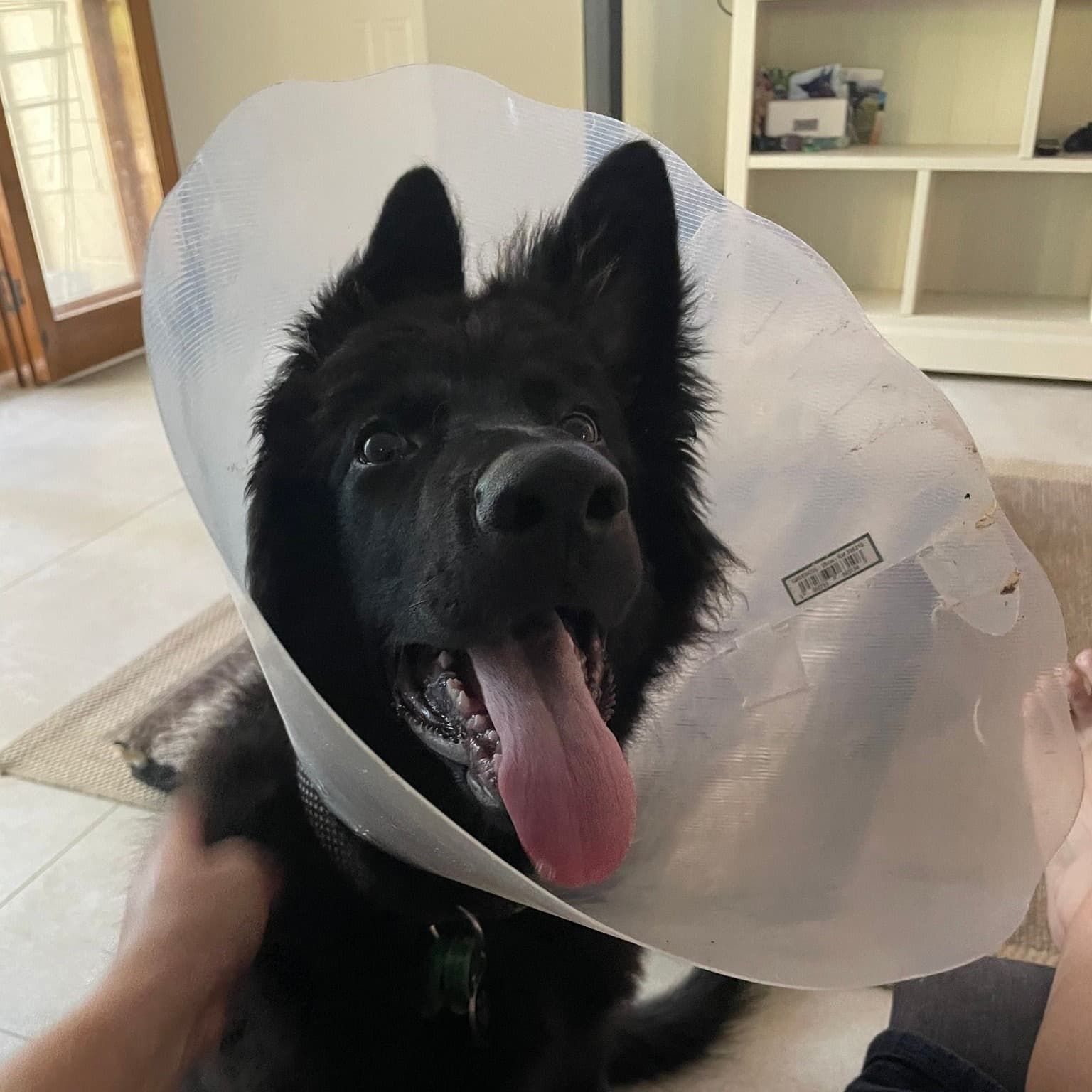 Black Dog Wearing a Cone Collar — Marlin Coast Veterinary Hospital in Trinity Beach, QLD
