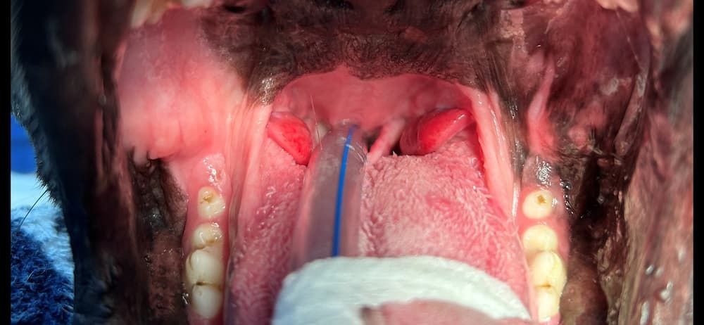 Inside of a Dog's Mouth, Showing the Throat — Marlin Coast Veterinary Hospital in Trinity Beach, QLD