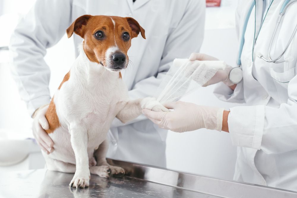 Dog Having Paw Wrapped in Bandage — Marlin Coast Veterinary Hospital in Trinity Beach, QLD