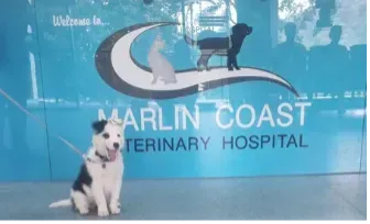 Dog in Front of Vet — Marlin Coast Veterinary Hospital in Trinity Beach, QLD