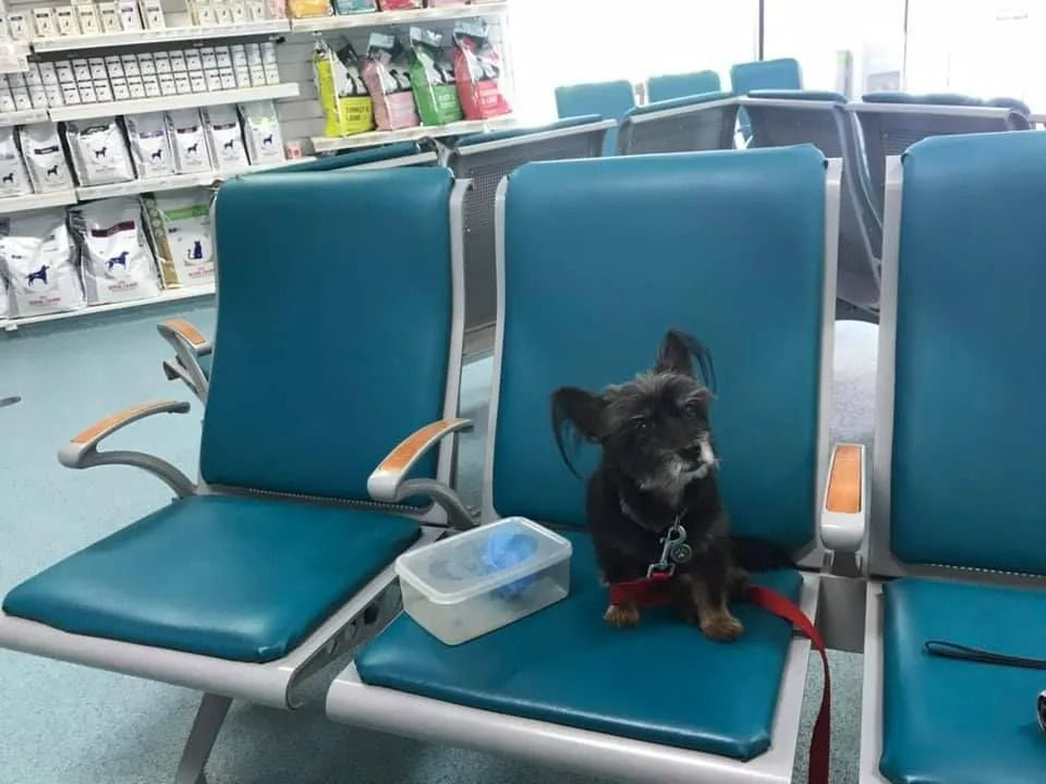 Small Dog on Blue Chair, Waiting Room — Marlin Coast Veterinary Hospital in Trinity Beach, QLD