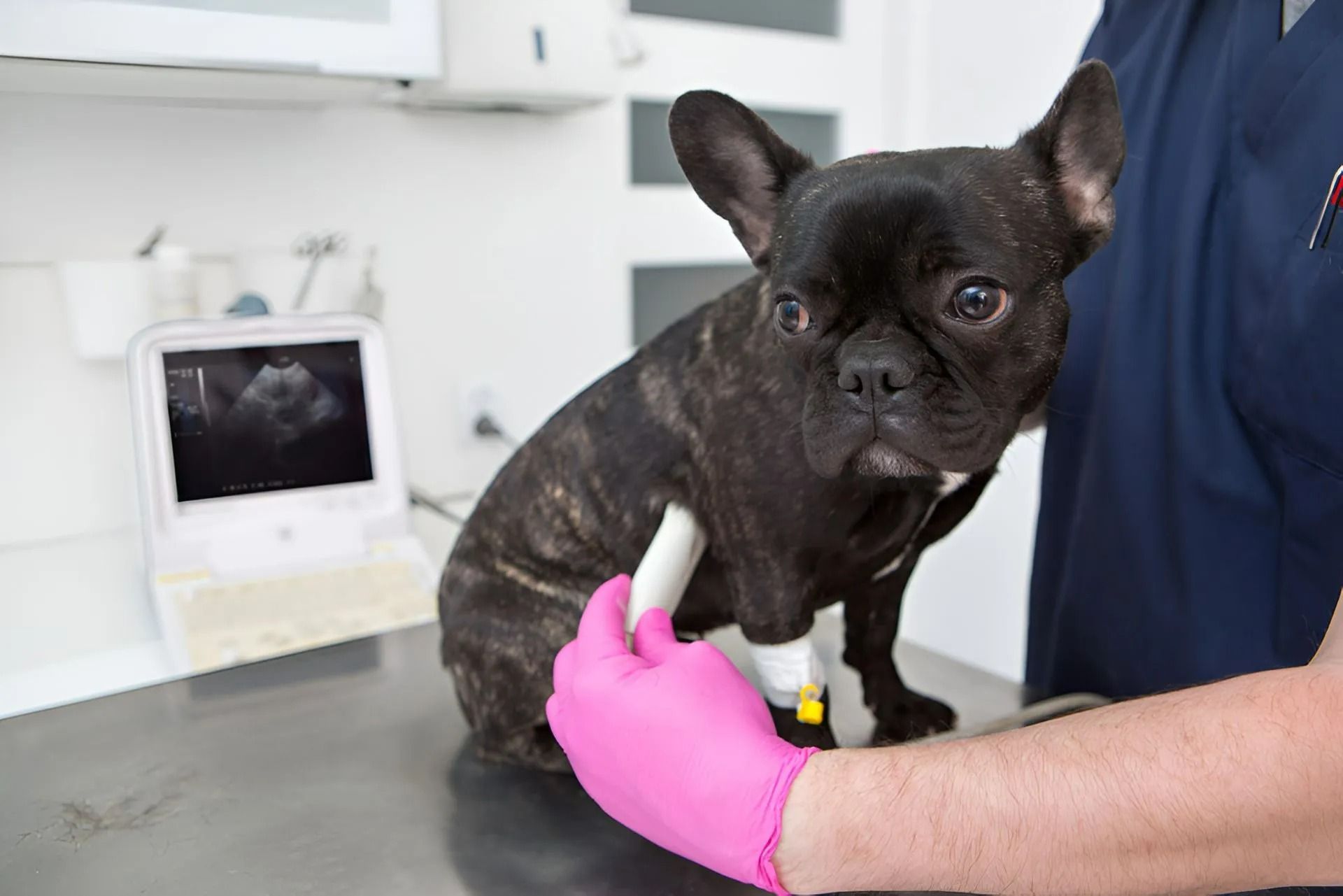 French Bulldog Receives an Ultrasound Scan — Marlin Coast Veterinary Hospital in Trinity Beach, QLD