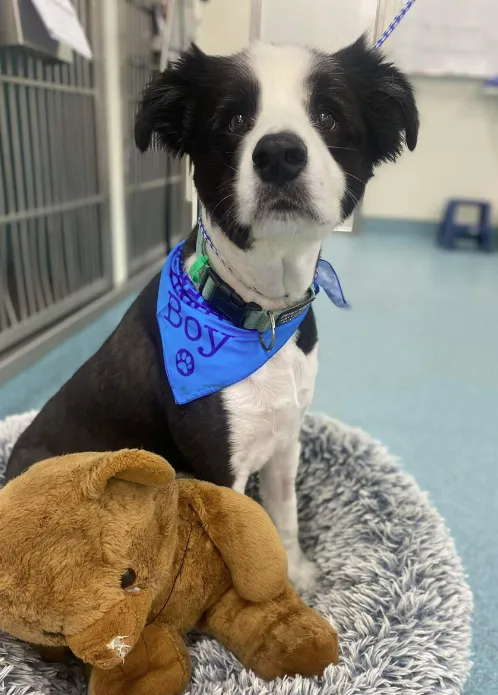 Black and White Dog Wearing a Blue Bandana That Says “boy” — Marlin Coast Veterinary Hospital in Trinity Beach, QLD