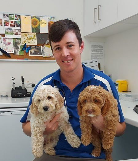 Man in Blue Shirt Holding Two Fluffy, Curly-haired — Marlin Coast Veterinary Hospital in Trinity Beach, QLD