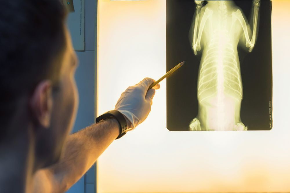 Person in White Glove Points at Animal X-ray — Marlin Coast Veterinary Hospital in Trinity Beach, QLD
