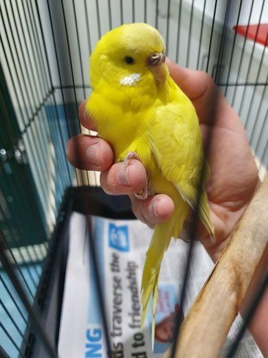 Yellow Parakeet Held in a Person's Hand Inside a Cage — Marlin Coast Veterinary Hospital in Trinity Beach, QLD