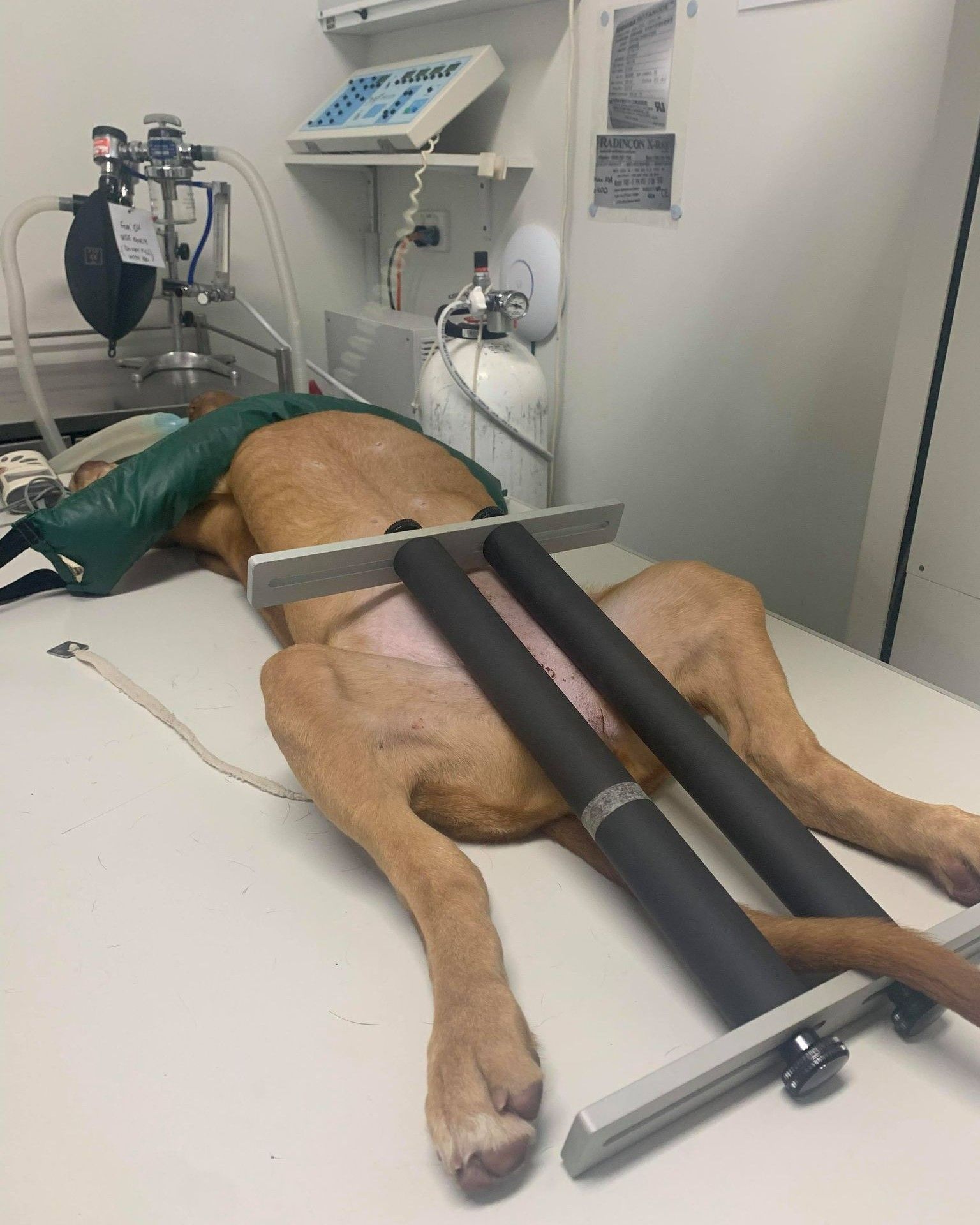 Dog on a Table, Prepared for Medical Procedure — Marlin Coast Veterinary Hospital in Trinity Beach, QLD
