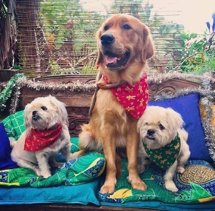 Three Dogs Wearing Bandanas Sit on a Colorful Cushion — Marlin Coast Veterinary Hospital in Trinity Beach, QLD