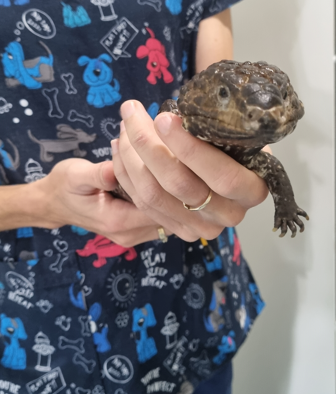 Person Holding a Lizard With a Textured — Marlin Coast Veterinary Hospital in Trinity Beach, QLD