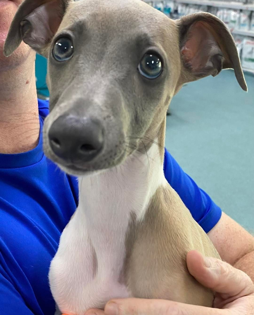 Light Gray Italian Greyhound Puppy With Big Eyes — Marlin Coast Veterinary Hospital in Trinity Beach, QLD