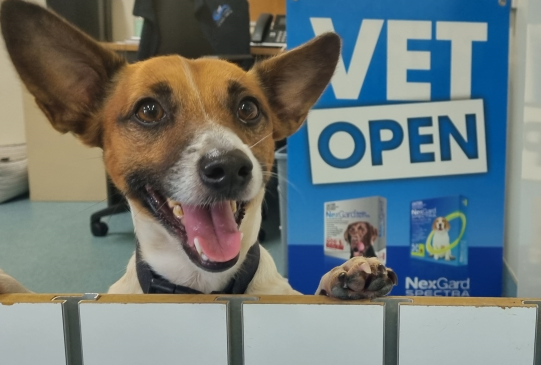 Smiling Jack Russell Terrier at a Vet's Office — Marlin Coast Veterinary Hospital in Trinity Beach, QLD