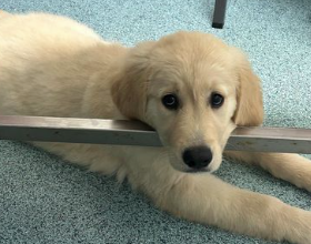 Golden Retriever Puppy Resting Its Head on a Metal Bar — Marlin Coast Veterinary Hospital in Trinity Beach, QLD