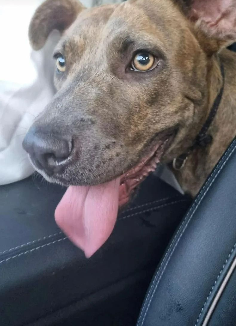 Brown Dog Panting, Resting Head on Car Seat — Marlin Coast Veterinary Hospital in Trinity Beach, QLD