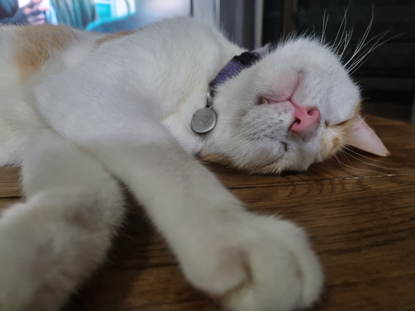 White and Tan Cat Sleeping, Arms Outstretched — Marlin Coast Veterinary Hospital in Trinity Beach, QLD
