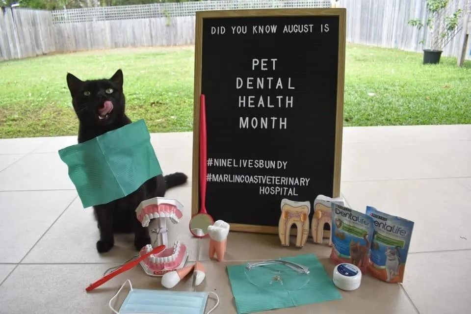 Black Cat With Green Flag and Dental Supplies — Marlin Coast Veterinary Hospital in Trinity Beach, QLD