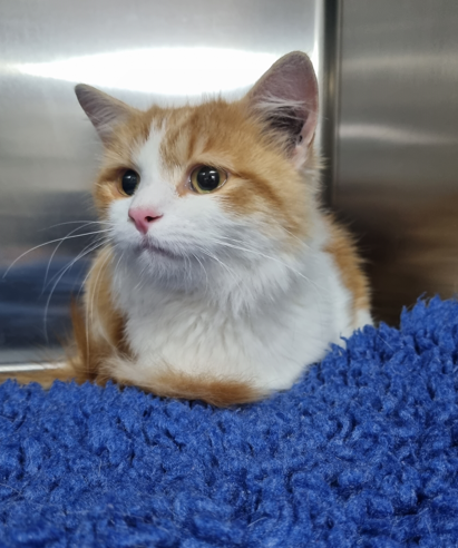 Orange and White Cat Sitting on Blue Blanket — Marlin Coast Veterinary Hospital in Trinity Beach, QLD