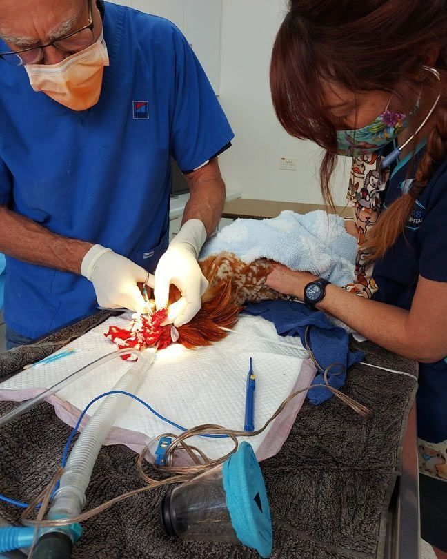 Two People in Scrubs Perform Surgery on an Animal — Marlin Coast Veterinary Hospital in Trinity Beach, QLD