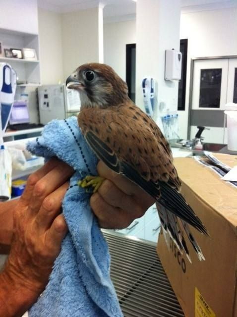 Brown Bird of Prey Held in a Blue Towel Inside a Vet's Office — Marlin Coast Veterinary Hospital in Trinity Beach, QLD