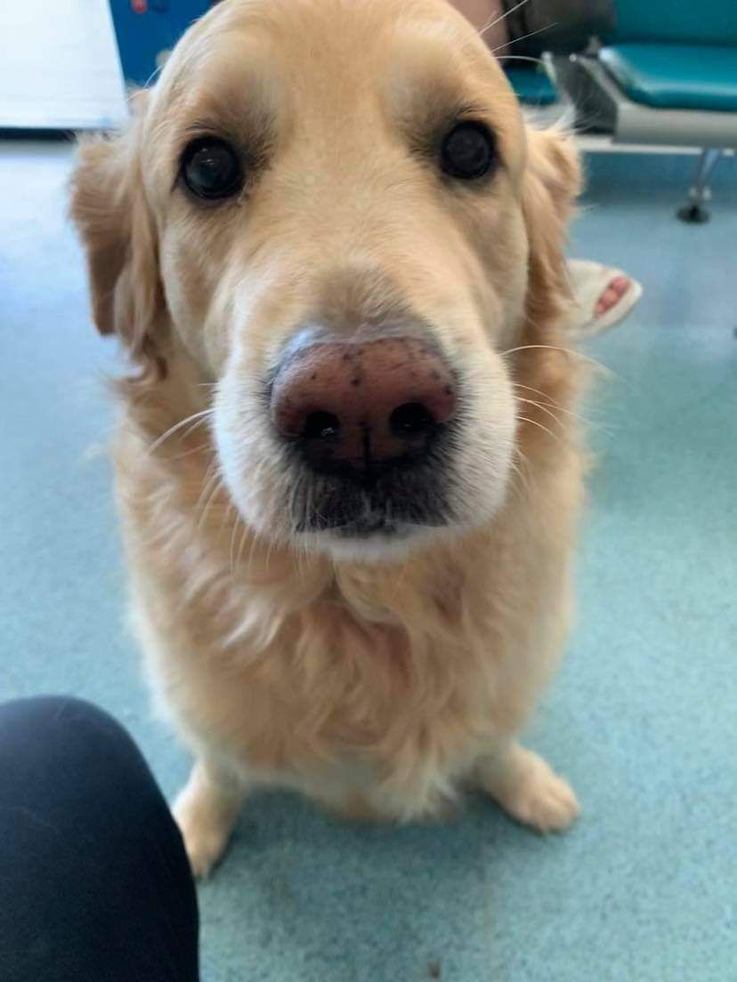 Golden Retriever Dog With a Wet Nose — Marlin Coast Veterinary Hospital in Trinity Beach, QLD