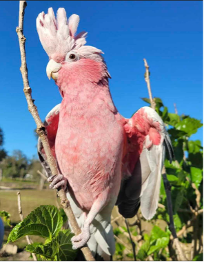 Pink and Gray Galah Perched on a Branch — Marlin Coast Veterinary Hospital in Trinity Beach, QLD