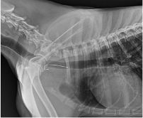 X-ray of a Dog's Chest Showing a Catheter — Marlin Coast Veterinary Hospital in Trinity Beach, QLD